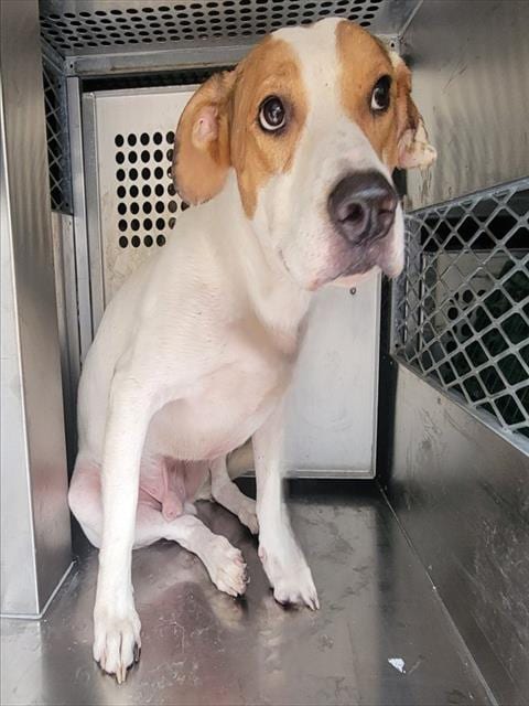 Photo of Morty, adoptable Labrador Retriever in Garland, Texas