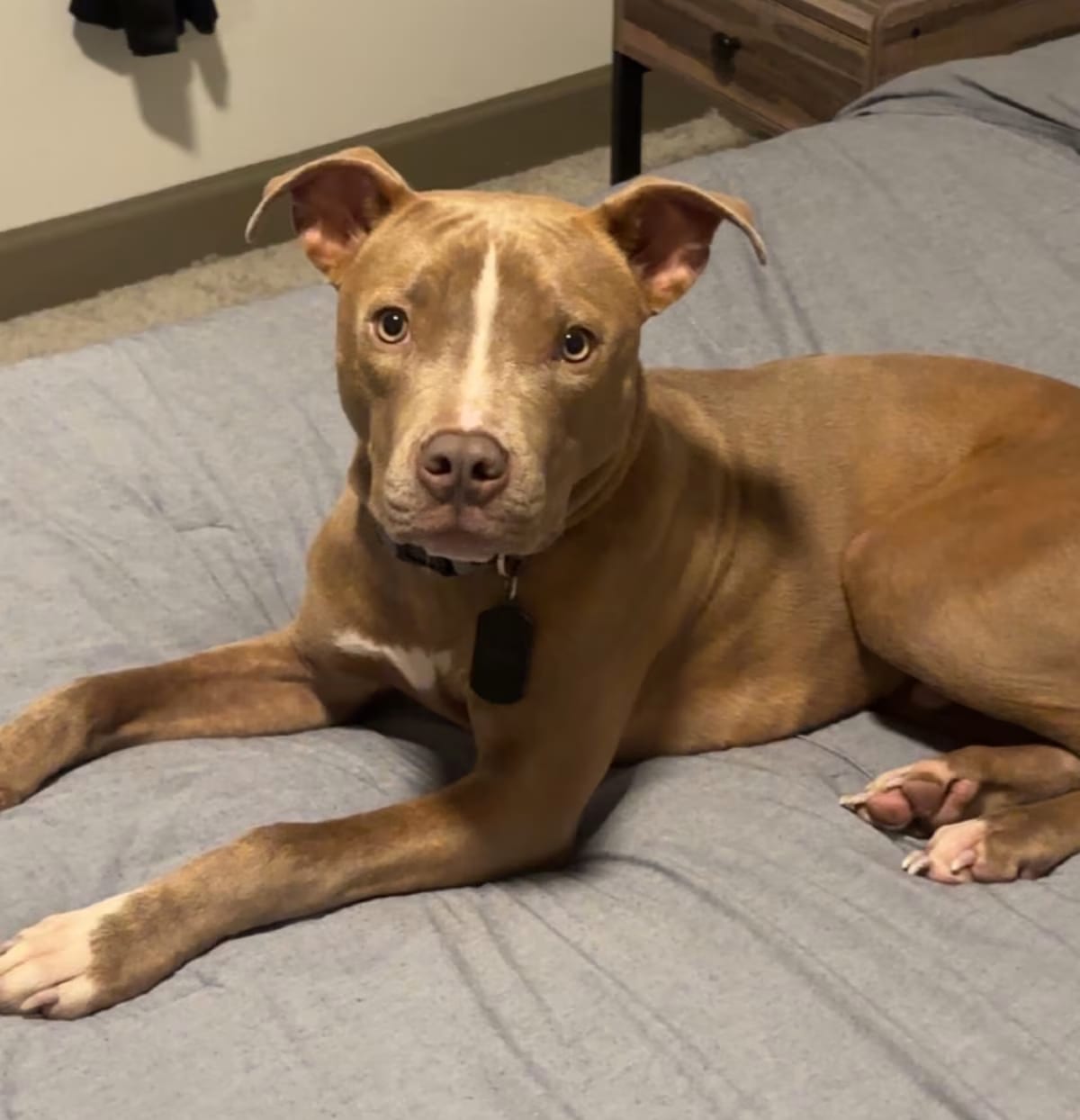 Photo of Scooby, adoptable American Pit Bull Terrier/Mixed Breed (Large) in Dallas, Texas