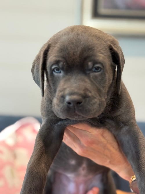 Photo of Charlotte's Puppy Tiki, adoptable Labrador Retriever in San Diego, California