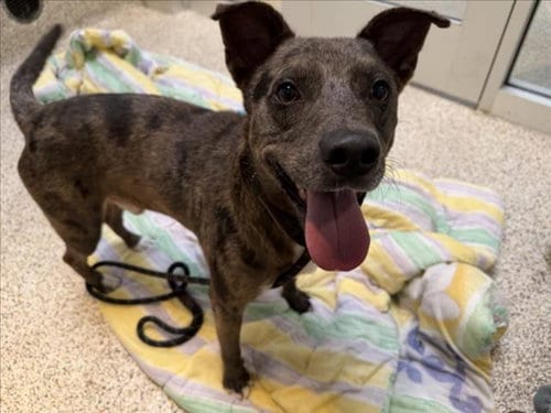 Photo of Krypto, adoptable Australian Cattle Dog/Blue Heeler in Los Angeles, California