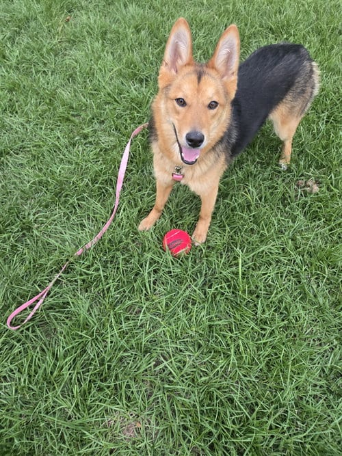 Photo of Sparkles, adoptable German Shepherd Dog in La Grange, North Carolina