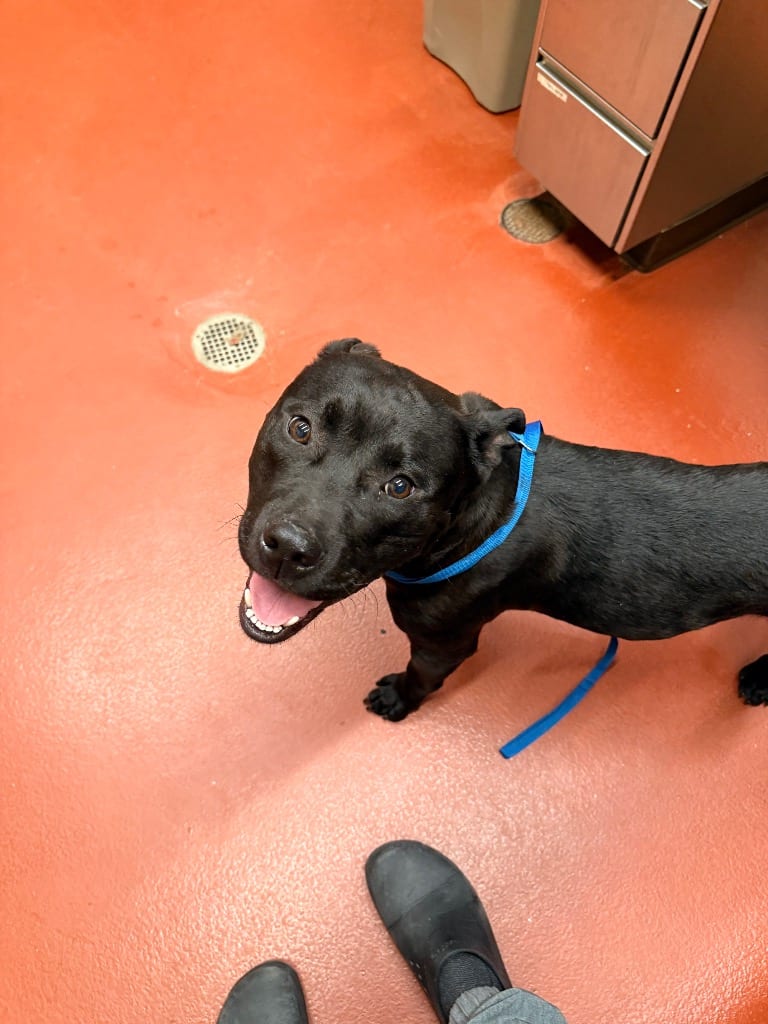 Photo of Dug (Titus), adoptable Mixed Breed in Douglasville, Georgia