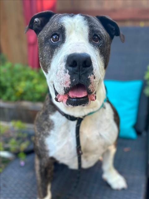 Photo of Meatball Sub, adoptable Pit Bull Terrier in Woodland, California