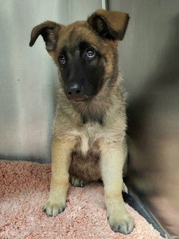 Photo of Bella Flower, adoptable German Shepherd Dog in Los Angeles, California