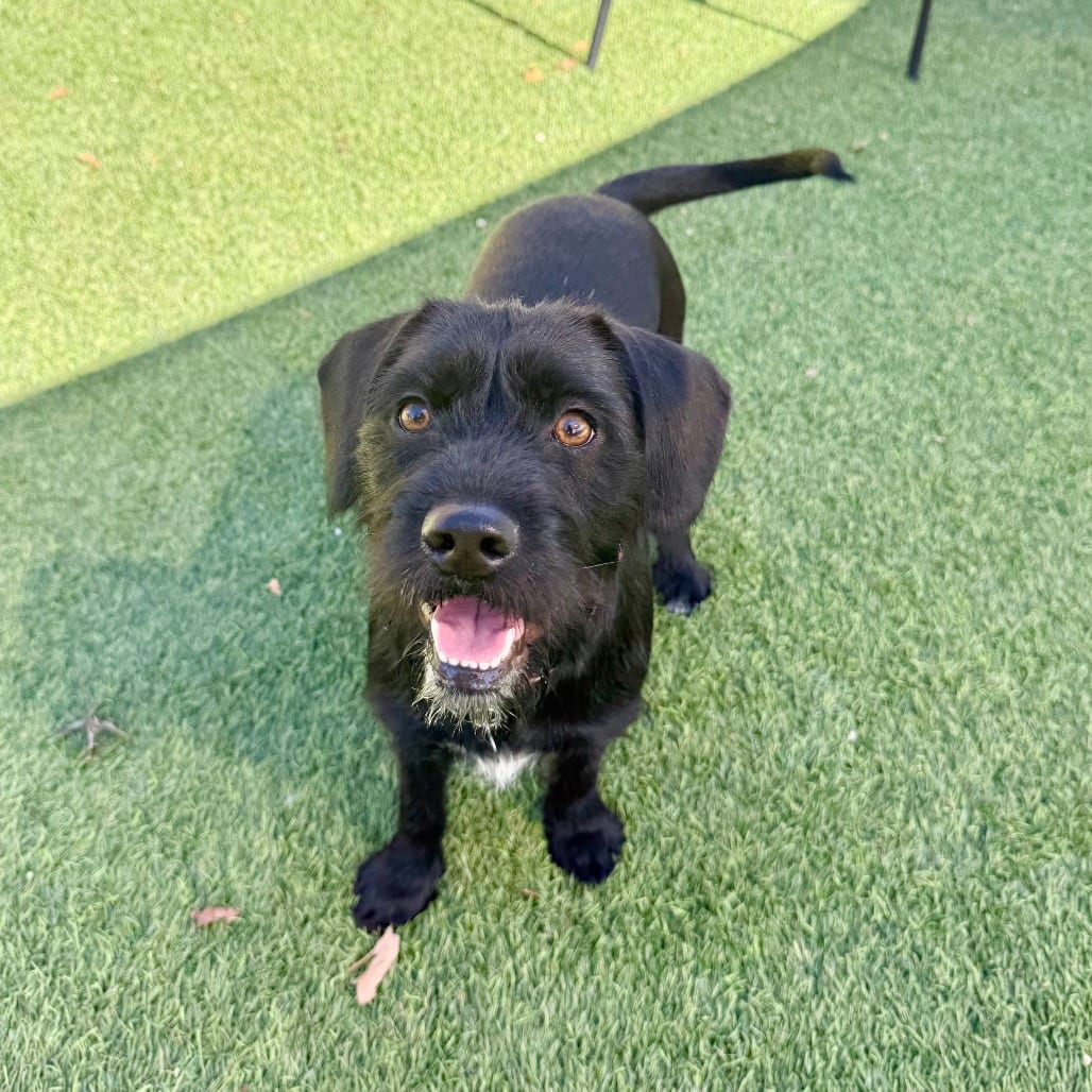 Photo of Athena, adoptable Schnauzer in Agoura Hills, California