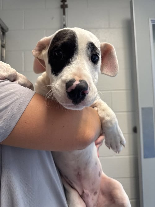 Photo of Quincy, adoptable Terrier in Hilton Head, South Carolina