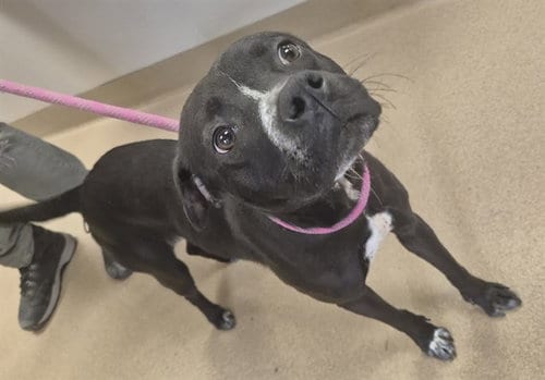 Photo of Leslie, adoptable Pit Bull Terrier in Decatur, Illinois