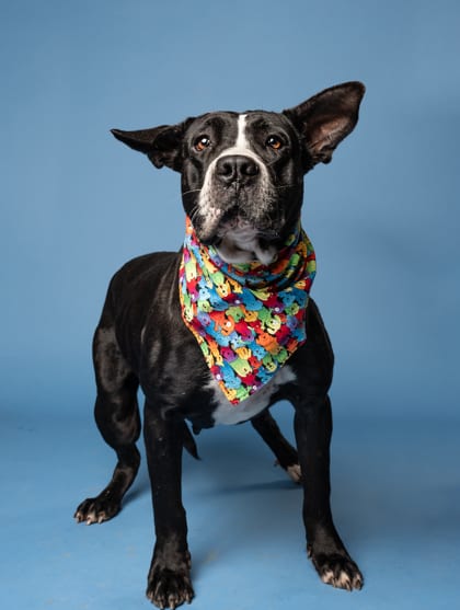 Photo of Heffalump, adoptable dog in Atlanta, Georgia