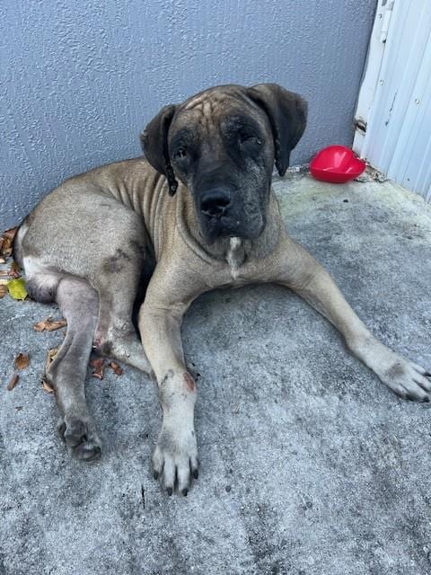 Photo of Jack, adoptable Mastiff in Miami, Florida