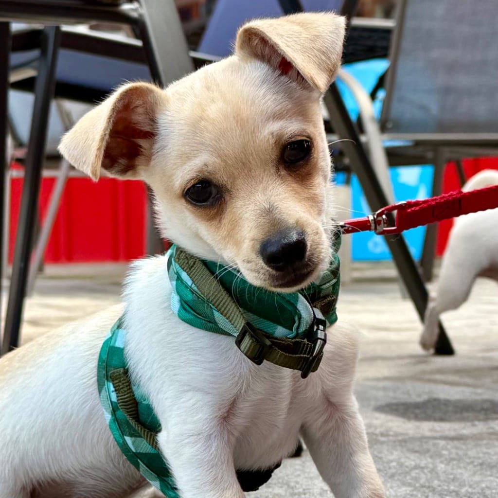 Photo of Dorito, adoptable Chihuahua in Bloomfield, Connecticut