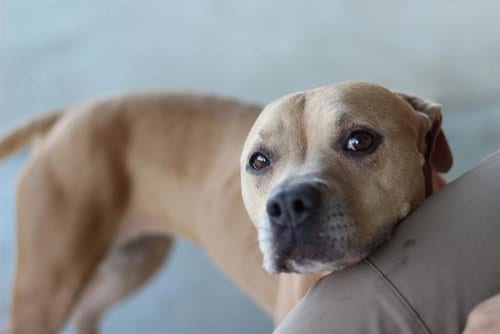 Photo of Mia, adoptable American Staffordshire Terrier in Grand Prairie, Texas
