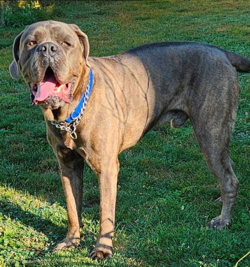Photo of Roman, adoptable Cane Corso Mastiff in Belleville, Michigan