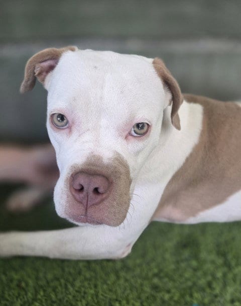 Photo of Hera, adoptable Mastiff in Van Nuys, California