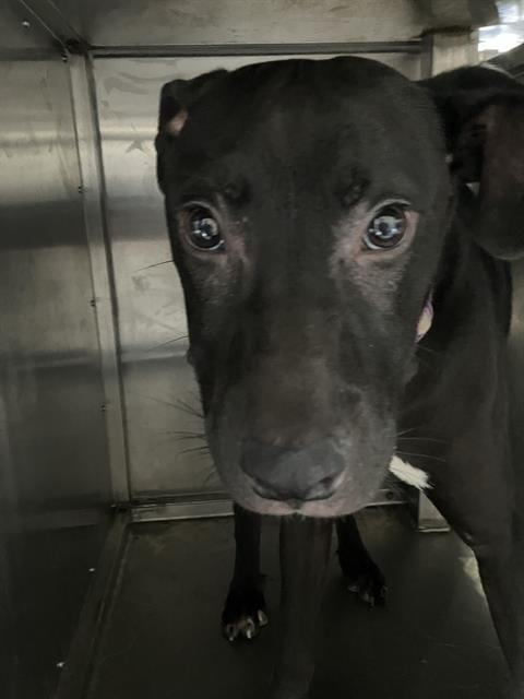 Photo of Rolly, adoptable Mixed Breed