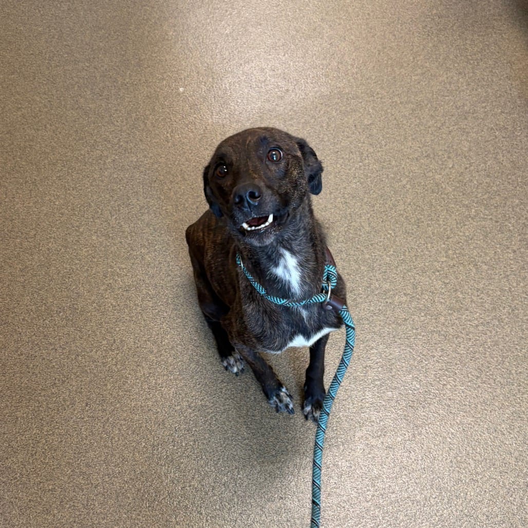 Photo of Folly, adoptable Husky / Terrier in Council Bluffs, Iowa