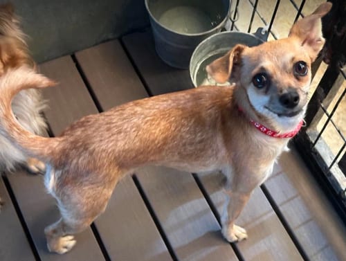 Photo of Mia in TX, adoptable Chihuahua in Cranston, Rhode Island