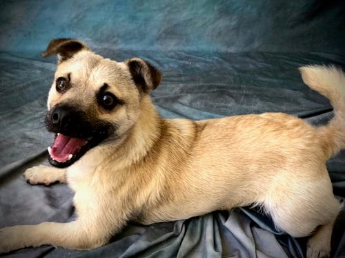 Photo of Cozmo, adoptable Chihuahua in Salinas, California