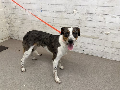 Photo of Milkyway, adoptable Australian Cattle Dog/Blue Heeler in San Bernardino, California