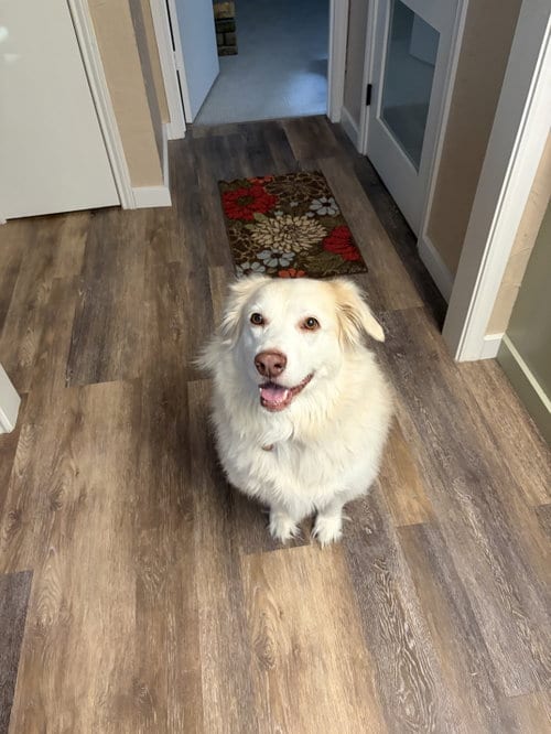 Photo of Molly, adoptable Golden Retriever in Dallas, Texas