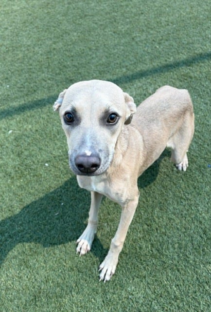 Photo of Tyrah, adoptable Mixed Breed