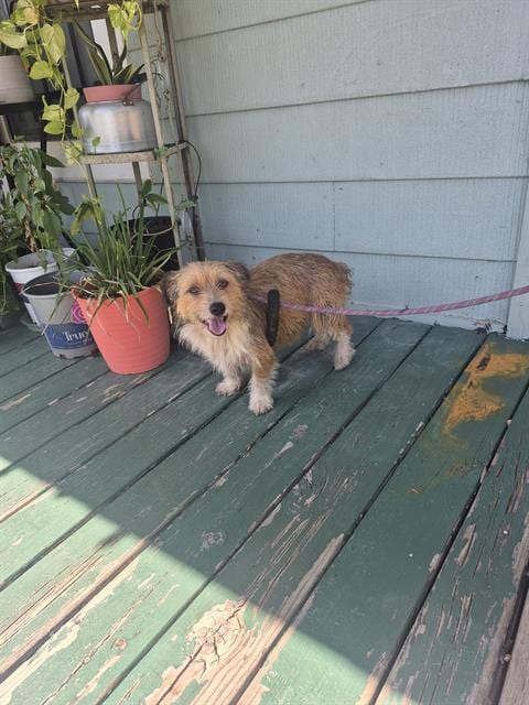Photo of Stella, adoptable Terrier in San Antonio, Texas