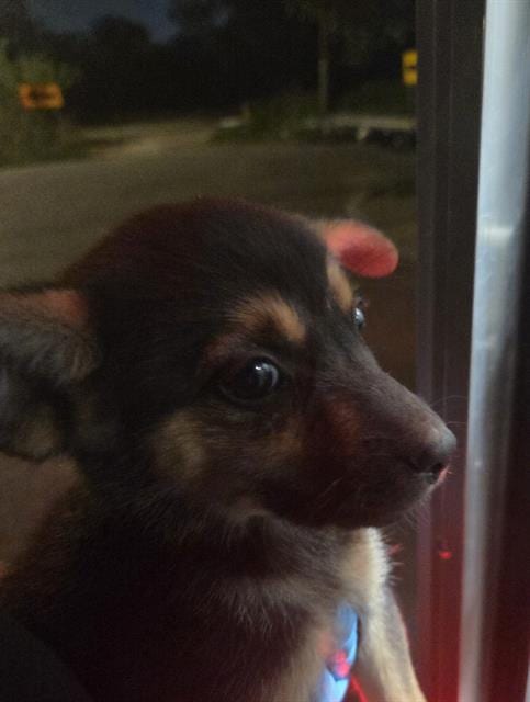 Photo of Winifred, adoptable German Shepherd Dog in San Antonio, Texas