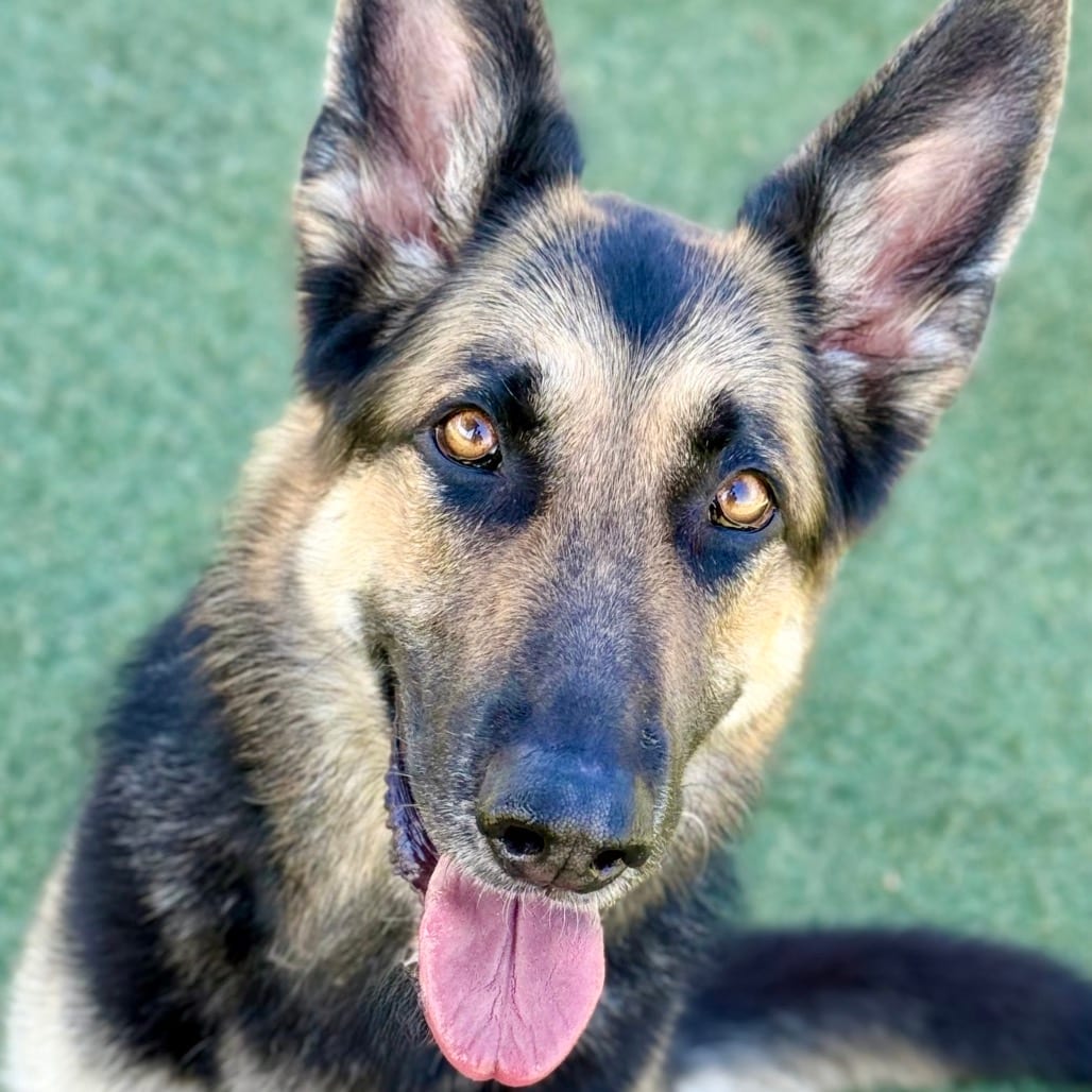 Photo of Mochi, adoptable Shepherd, German in Henderson, Nevada