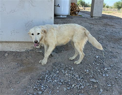 Photo of Taro, adoptable Golden Retriever in Phoenix, Arizona