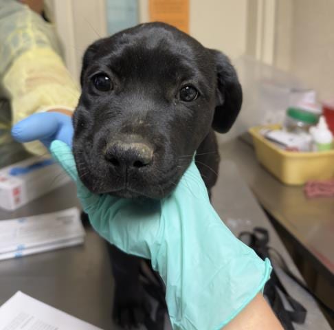 Photo of Genie, adoptable Cane Corso Mastiff in Riverside, California