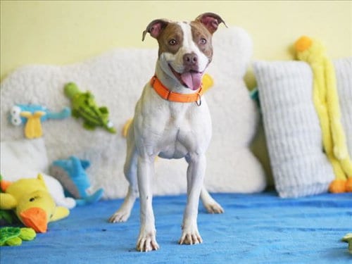 Photo of Dennis, adoptable American Staffordshire Terrier in Tavares, Florida