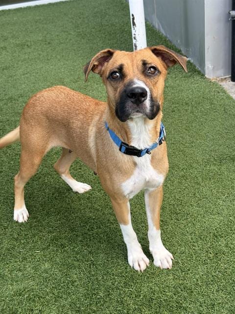 Photo of Cleo, adoptable Mixed Breed