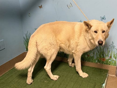 Photo of Anderson, adoptable Jindo (Korean) in Baldwin Park, California