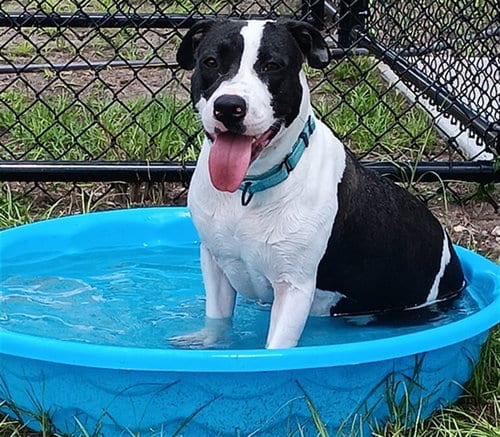 Photo of Mulan, adoptable American Pit Bull Terrier in Ocala, Florida