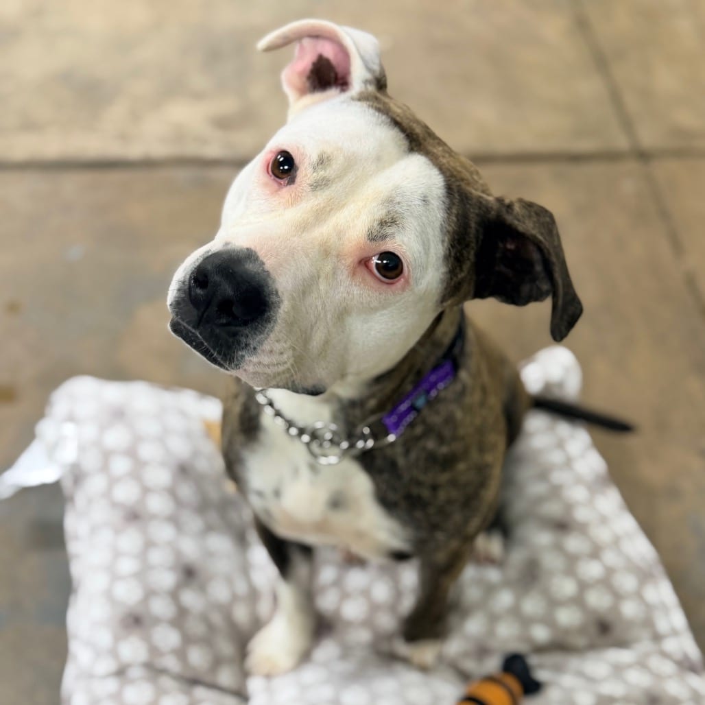 Photo of Stassi, adoptable Mixed Breed (Medium) / Mixed Breed (Large) in Columbus, Georgia