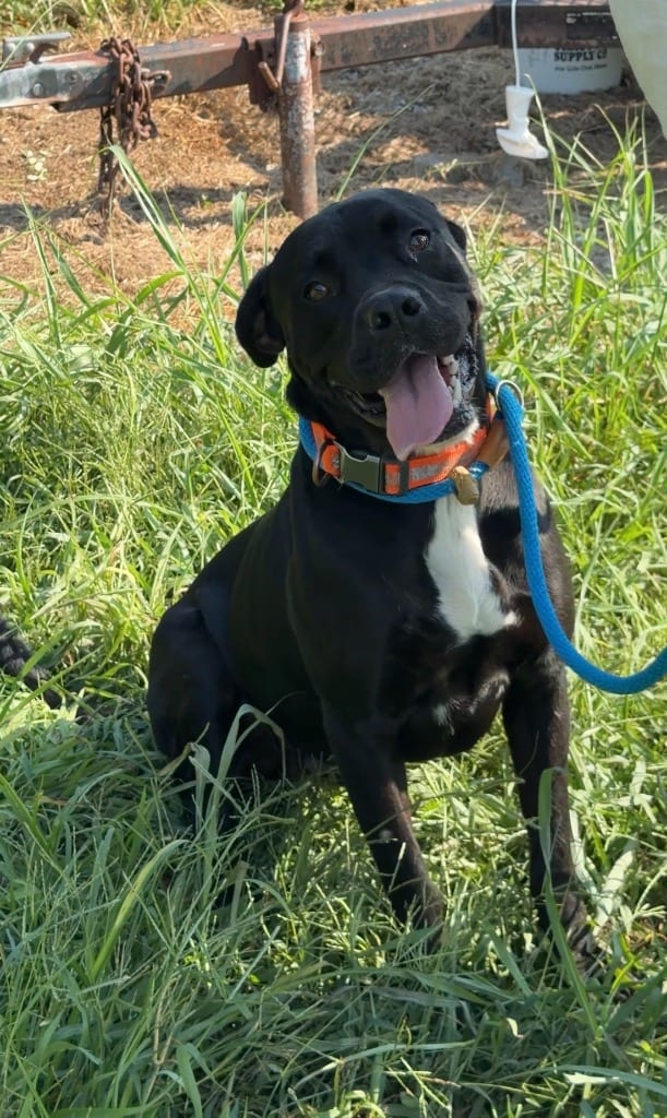Photo of Denim, adoptable Mixed Breed in Chickamauga, Georgia