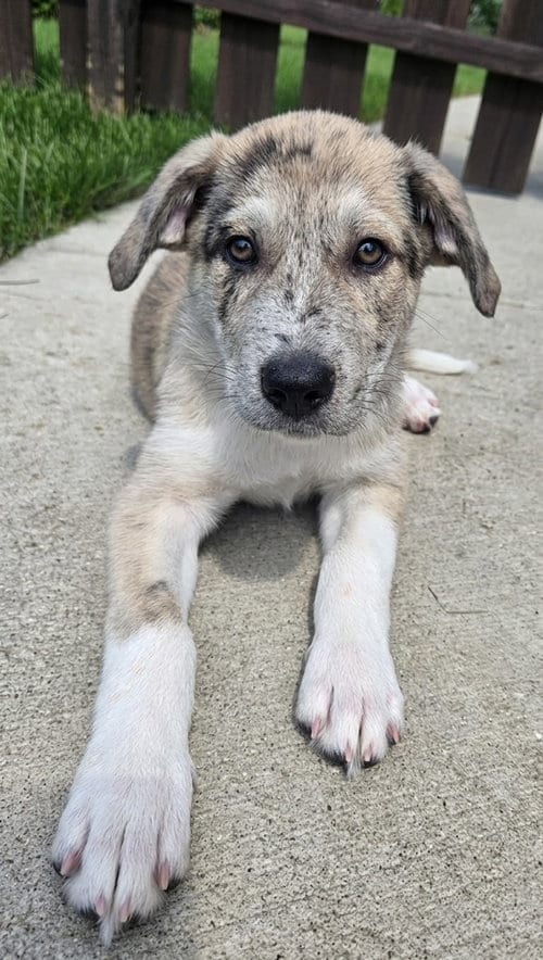 Photo of Karmel, adoptable Australian Shepherd in Genesee, Wisconsin