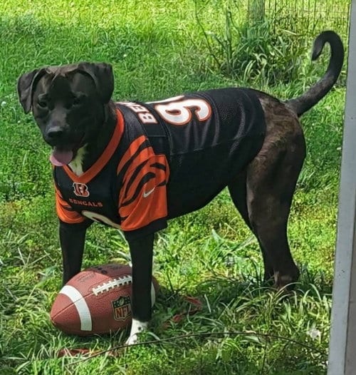 Photo of Bottlecap, adoptable Labrador Retriever in Germantown, Ohio