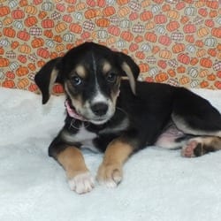 Photo of Aria, adoptable German Shepherd Dog Mixed Breed (Medium) in Frederick, Maryland