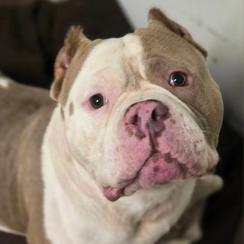 Photo of Chubby McChubbers, adoptable American Pit Bull Terrier in Normal, Illinois