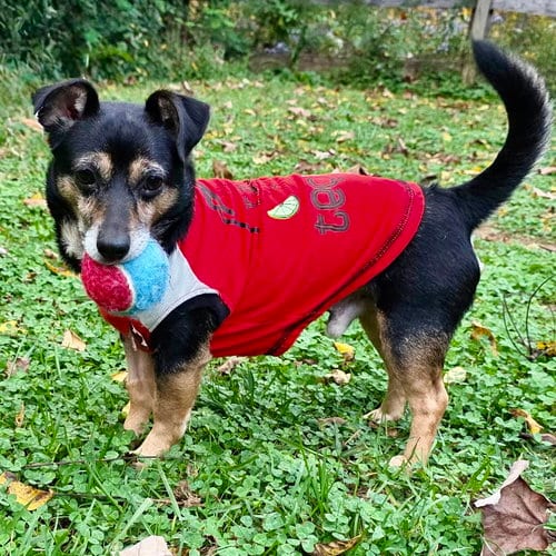 Photo of Kismet, adoptable Dachshund in Batavia, Ohio