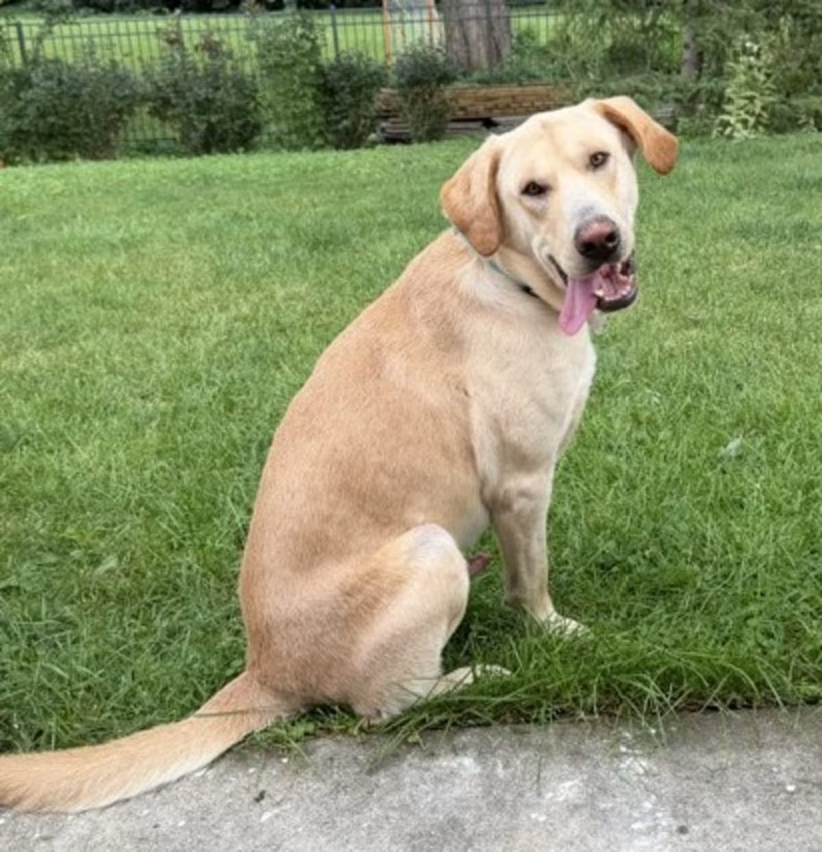 Photo of Murray, adoptable Golden Retriever in Palatine, Illinois