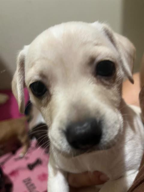 Photo of Snoopy, adoptable Labrador Retriever in San Antonio, Texas