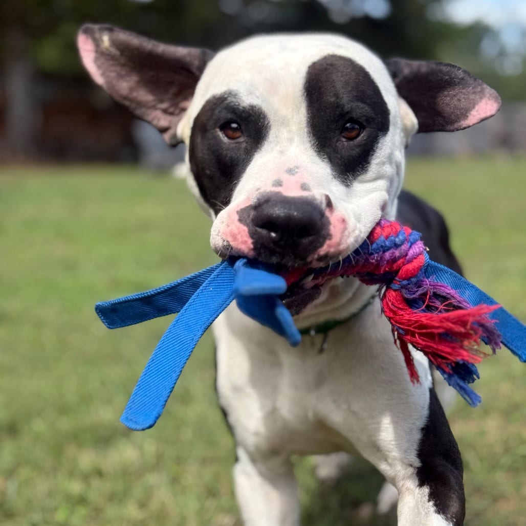 Photo of Panda Bear, adoptable Bulldog, American / Mixed Breed (Large) in Greensboro, North Carolina