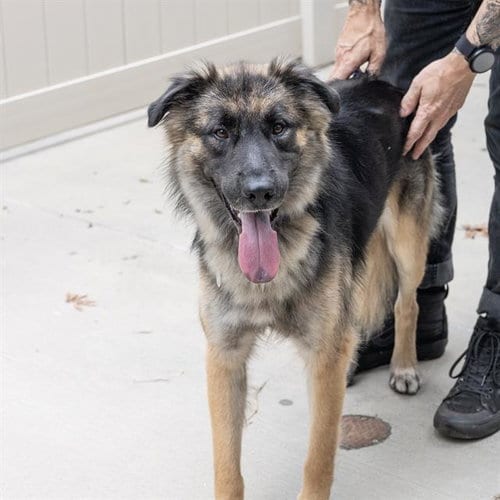 Photo of Yukon, adoptable German Shepherd Dog in Haw River, North Carolina