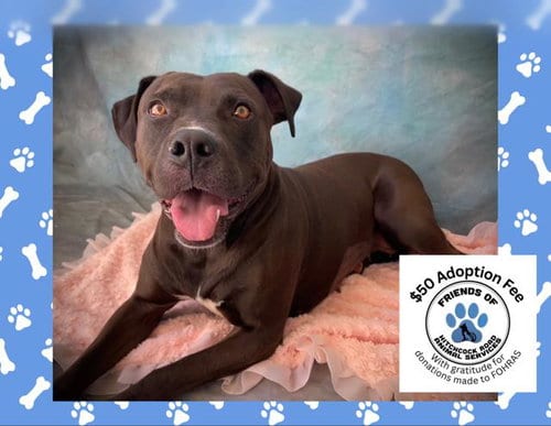 Photo of Raven, adoptable Pit Bull Terrier in Salinas, California