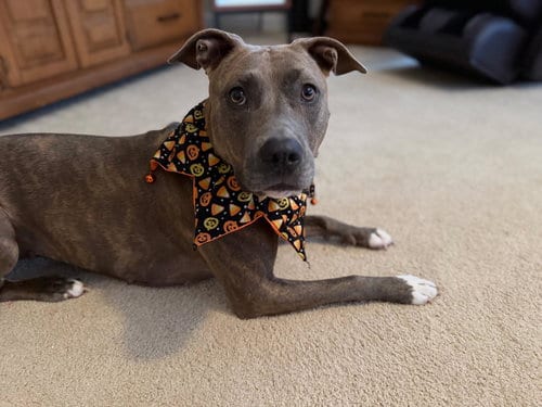 Photo of Cinnamon, adoptable American Pit Bull Terrier in Baltimore, Maryland