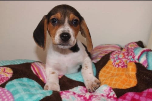 Photo of Raquel, adoptable Unknown breed in Tenafly, New Jersey