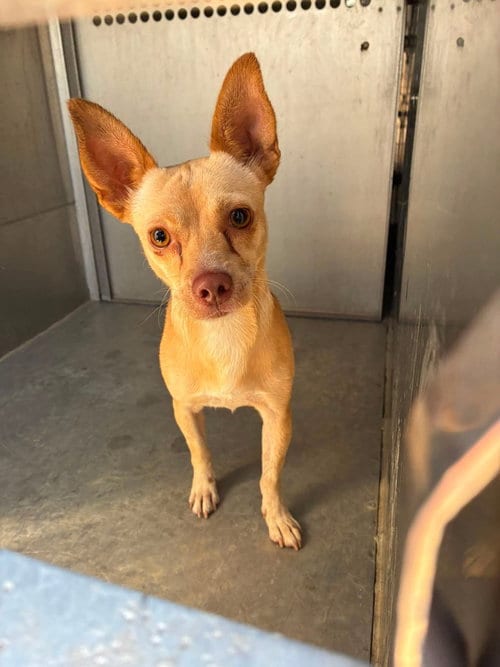 Photo of Miso, adoptable Chihuahua in El Centro, California