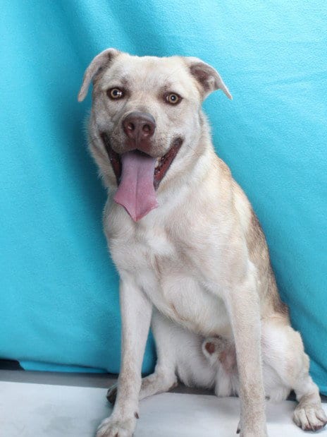 Photo of Roo, adoptable Pit Bull Terrier in Burbank, California
