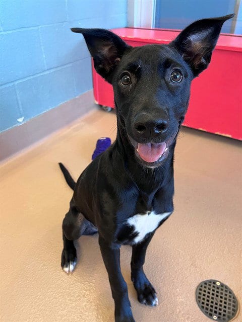 Photo of Gracie, adoptable Labrador Retriever in Plano, Texas